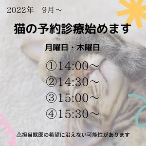 猫の診療について(=^・・^=)