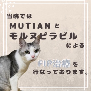 猫ちゃんのFIP治療