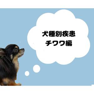 犬種別疾患～チワワ編～