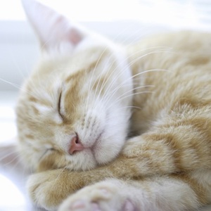 犬・猫の膀胱炎 - 早期発見と適切なケアについて