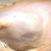 ウサギの乳腺腫瘍