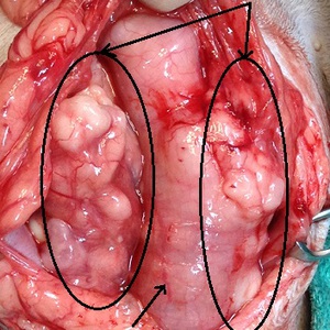 猫の腸リンパ腫