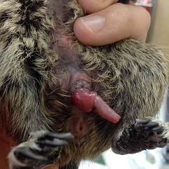 デグーのペニス脱 動物別症例集 動物病院うみとそら 杉並区 中野区 土日対応の動物病院