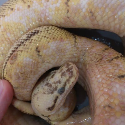 ボールパイソンの水疱病 動物別症例集 動物病院うみとそら 杉並区 中野区 土日対応の動物病院 ボールパイソンの水疱病 動物別症例集 動物病院うみとそら 杉並区 中野区 土日対応の動物病院