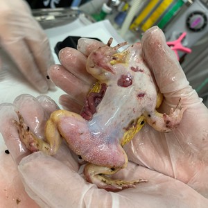 ツノガエルのレッドレッグと皮膚体腔膜穿孔