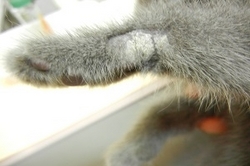 猫の皮膚糸状菌症 真菌性皮膚炎 動物別症例集 動物病院うみとそら 杉並区 中野区 土日対応の動物病院