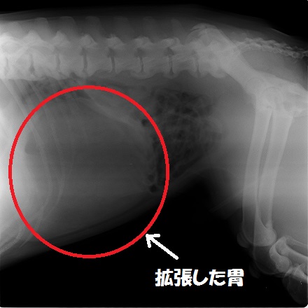 犬の胃捻転胃拡張症候群 動物別症例集 動物病院うみとそら 杉並区 中野区 土日対応の動物病院