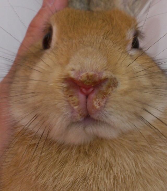 うさぎ 鼻水 うさぎがかかる病気の症状 １２ くしゃみ 鼻水 目やに