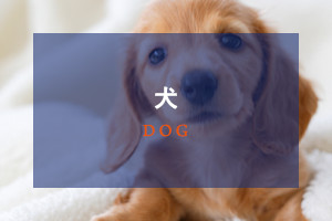 犬