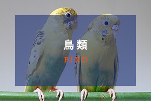 鳥類